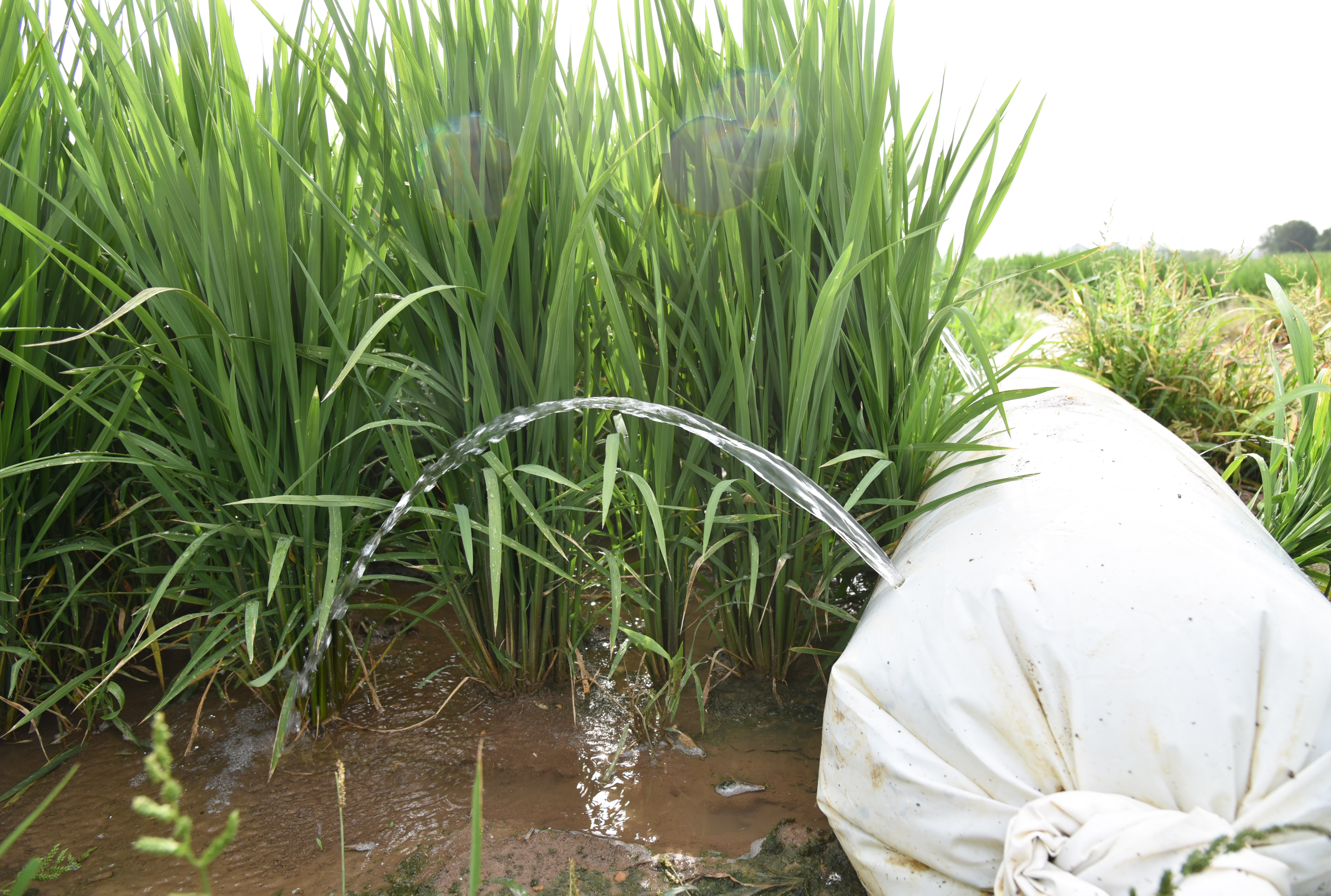 Row rice gaining interest in northeast La. 